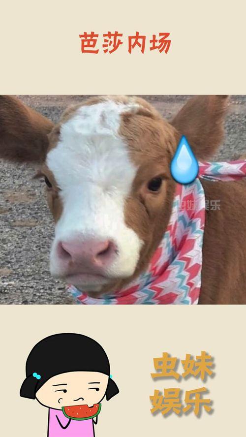 抖音吃瓜娱乐号怎么弄,轻松掌握热门话题，畅享轻松娱乐时光